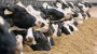 WHO warnt: Vogelgrippe-Viren in Milch infizierter Kühe | Leben & Wissen | BILD.de